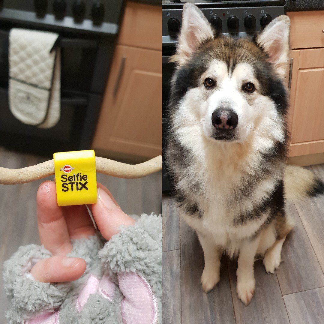 Corina56789's tweet photo. Received a free selfie stix with my dogs Christmas gift box, put a treat in then popped it on the top of my phone which resulted in a very good picture! Its hard enough to get him to stay still but this worked wonders! Thank you @wearefordogs #pedigree #alaskanmalamute https://t.co/7T4O5vFOn3
