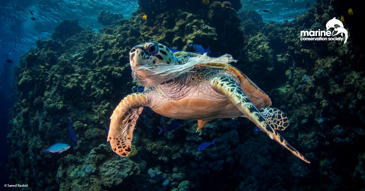 Ocean plastic kills over 100,000 marine animals annually . Please join me in supporting <a href="/mcsuk/">Marine Conservation Society</a> #STOPthePlasticTide
mcsuk.org/stop