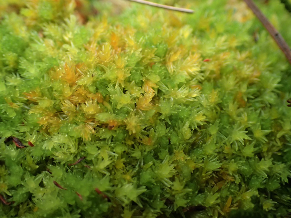 Beginning to get really in to Sphagnums now. 12 species recorded in West Norfolk today (out of a possible 17 in the area), including the very pretty Sphagnum compactum at a couple of sites