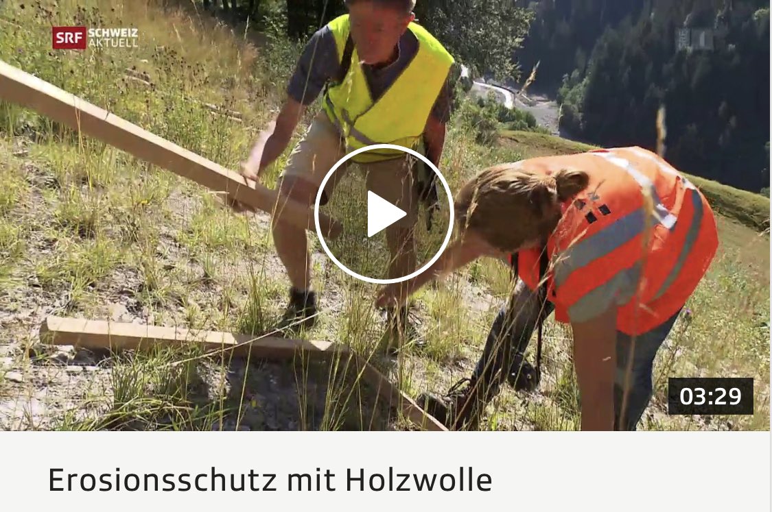 Holzwolle als #Erosionsschutz
-Verlorenes Wissen wiederherstellen m.srf.ch/news/regional/… #naturgefahren #wald #landwirtschaft #bodenschutz #erosion #skipisten #galabau #gartenbau #waldwirtschaft #erosione #bergbahn #begrünen #erosioncontrol #soilstabilization #hydroseeding