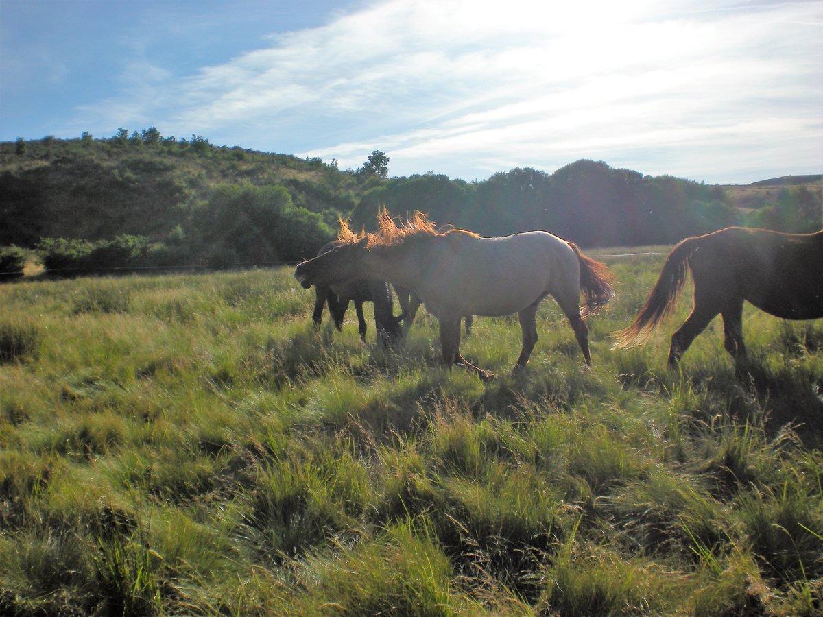 CoachLiderazgo's tweet image. ¡Podría ser el comienzo de tu gran cambio!🐎facebook.com/events/2035516… #desarrollopersonalconcaballos; #finesdesemanadiferentes; #coachingconcaballos