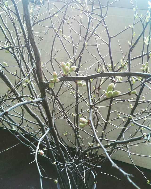 FloralArtBuff's tweet photo. Before Christmas I brought some flowering quince in to force. It’s nice to have a little bit of spring around the workshop. #floweringbranches #quince #flowering #spring #pink #buffalo #bloomingbranches https://t.co/xpPkE022Wj https://t.co/sDKmK8noFG