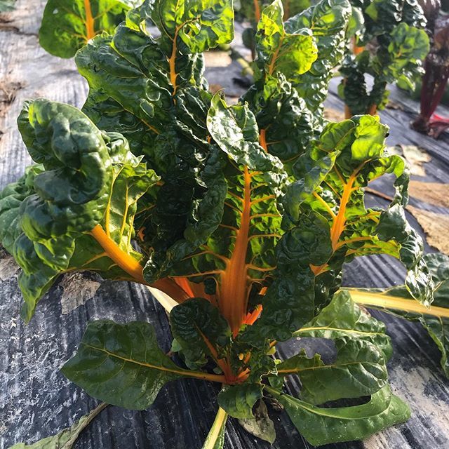 Des magnifiques blettes jaunes en direct depuis la Ferme des Guerrières à Epuisay 😍😍😋
#produitseroe #fermedesguerrieres #epuisay #vendome #centrevaldeloire #produitslocaux #produitsbio #circuitcourt #ventedirecte #undélicepourlespapilles bit.ly/2Q8f5h4