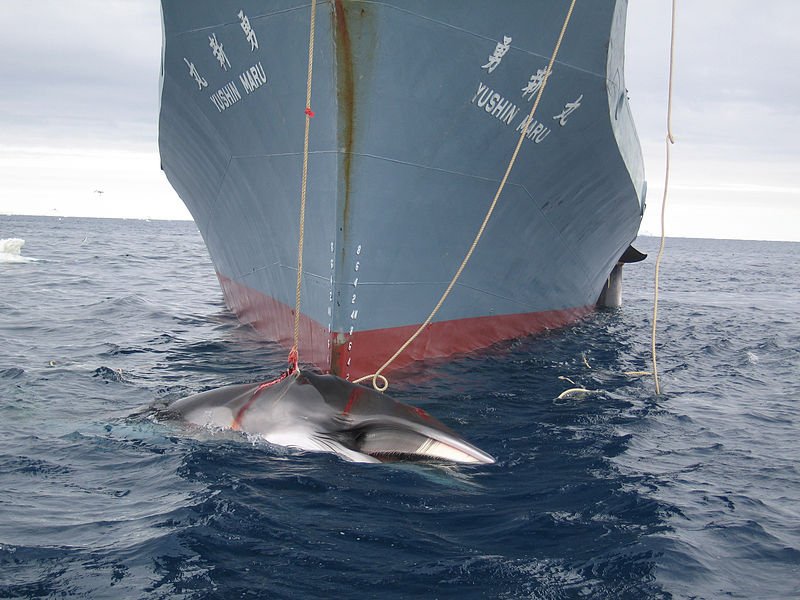 BiologistDan's tweet photo. #Japan wants to resume the slaughter of #whales. NO! This year Japan hosts the Rugby World Cup and in 2020 the Olympics. THEY DON'T DESERVE THE HONOR. RT and send protest messages to @RugbyWorldCup, @Tokyo2020, @Olympics. Send messages to them and their followers. LET'S DO THIS! https://t.co/LFT5AMNeLG