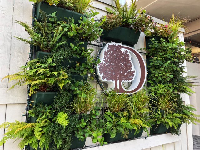 DoubleTreeVic's tweet image. We love all the beautiful greenery in our living wall. We think it&apos;s a great feature in our urban landscape. #DoubleTreeVictoria #LivingWall #ExploreYYJ