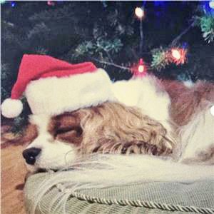 RightPet tweet media