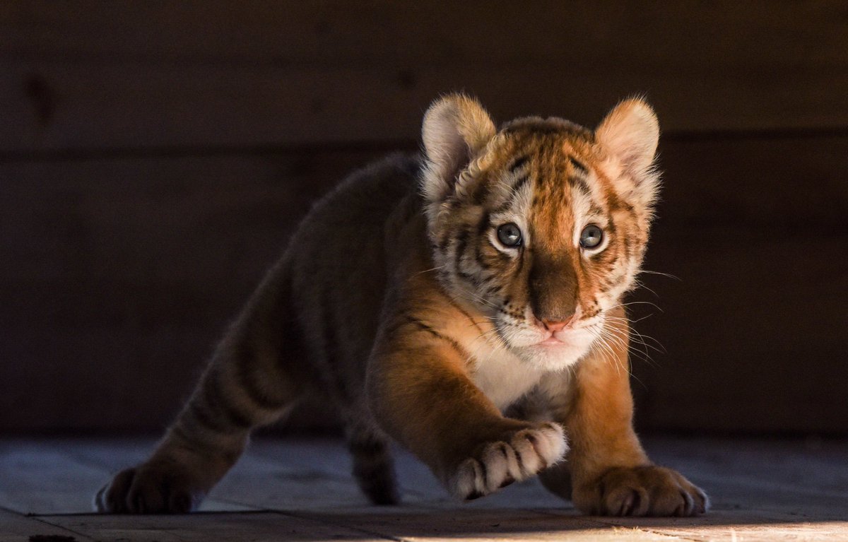 The Golden Tabby tiger is one of the world's rarest big cats. This type of tiger became extinct in the wild in 1932 when the last two were shot in Mysore Padesh, India.