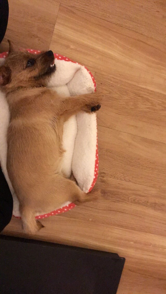 Coco The Norfolk Terrier (CocoNorfolk) Twitter