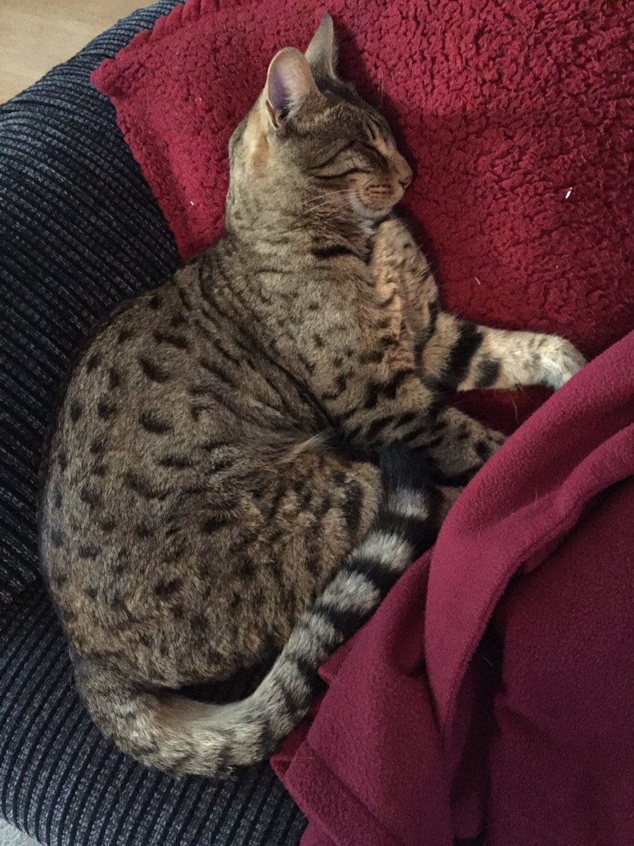 Marie9Rogers's tweet photo. My cat Arthur has been missing/stolen since 19th December 2018. He is a much loved family pet and lives in Billericay, Essex. He is neutered and chipped. Reward if found #lostcats #Bengals #Billericay #Essex #catsprotectionleague #RSPCA https://t.co/O0uUP4AYCC
