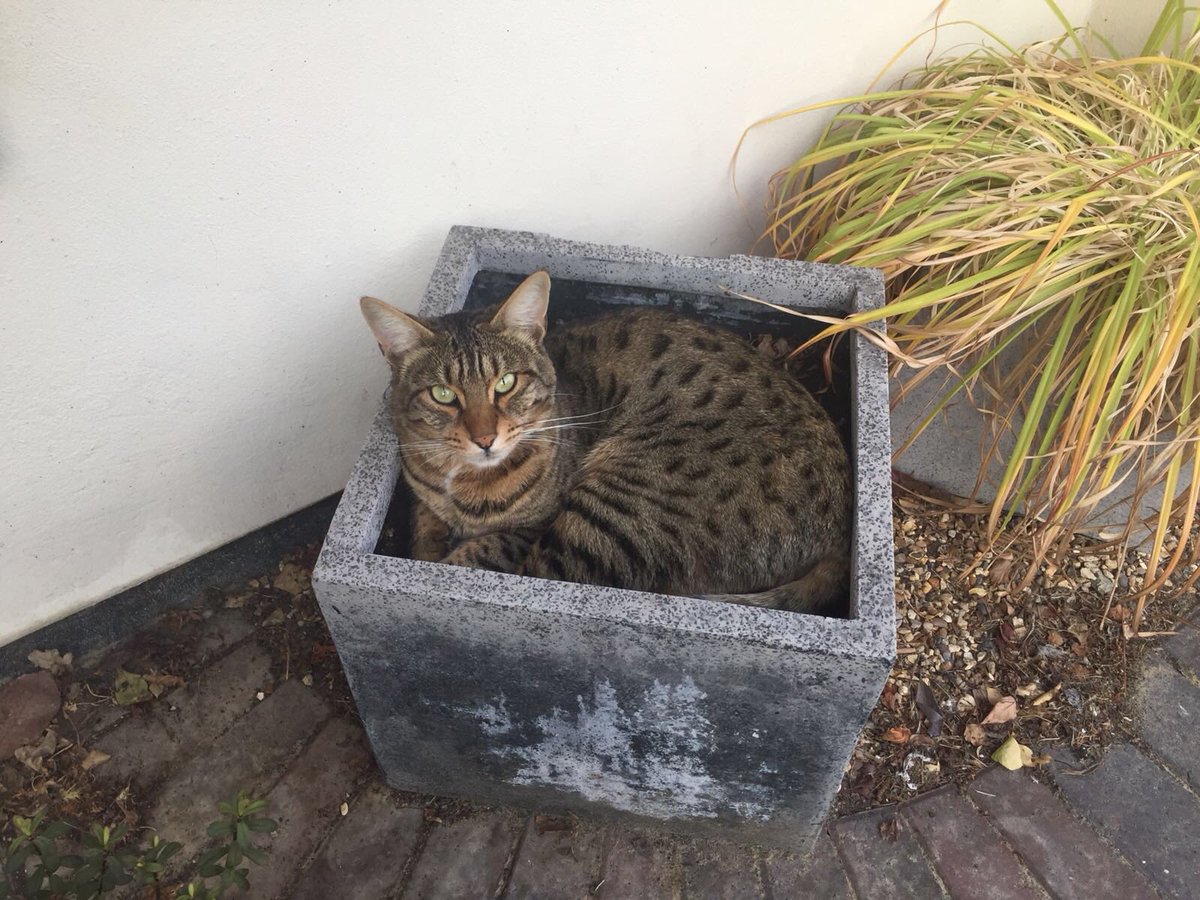 Marie9Rogers's tweet photo. My cat Arthur has been missing/stolen since 19th December 2018. He is a much loved family pet and lives in Billericay, Essex. He is neutered and chipped. Reward if found #lostcats #Bengals #Billericay #Essex #catsprotectionleague #RSPCA https://t.co/O0uUP4AYCC