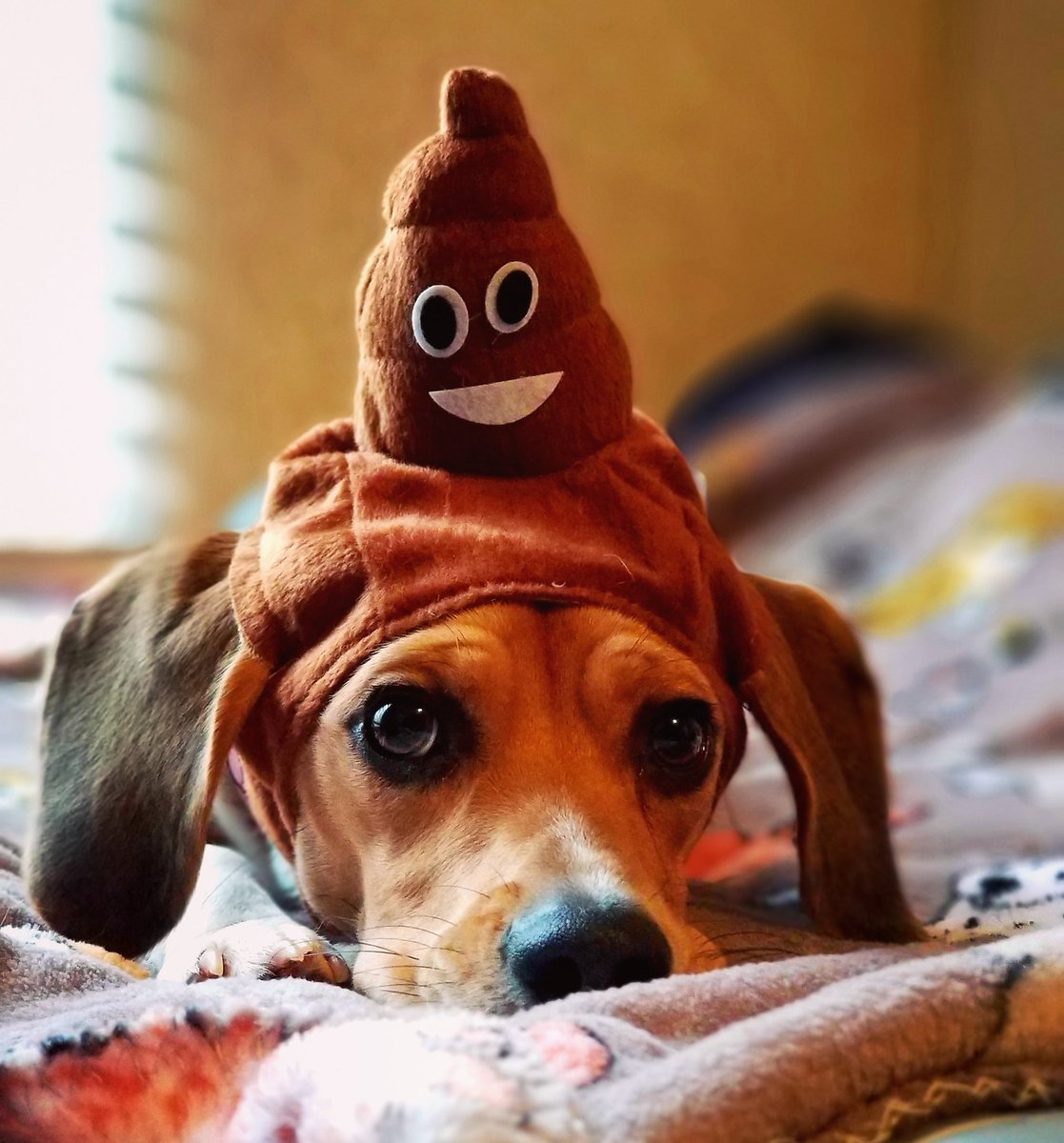 ThatPupZoey's tweet image. Crappy day💩🐾
#isittheweekendyet #ineedatreat #beagle #thatpupzoey