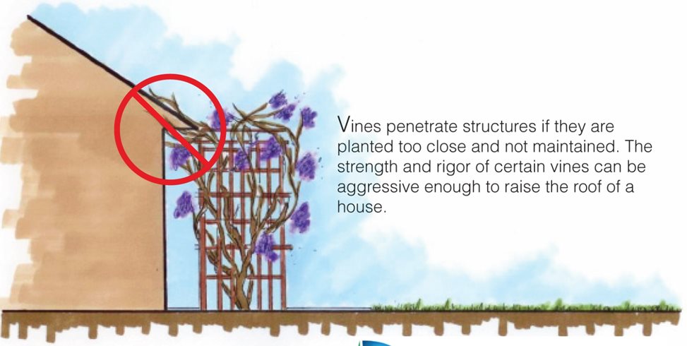 DOSLandscape's tweet image. How to avoid expensive problems caused by planting mistakes. 
wstr.me/b13v #Planting #Tricks