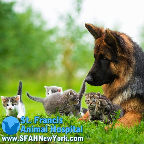 SFAHNewYork's tweet photo. "There is no way any of these puppies are mine. I mean, I want to keep all of them cause they are so darn cute..." 

Set up an appointment with our Veterinarians today! https://t.co/QOIbgtmZGI https://t.co/0xygyPO7sK