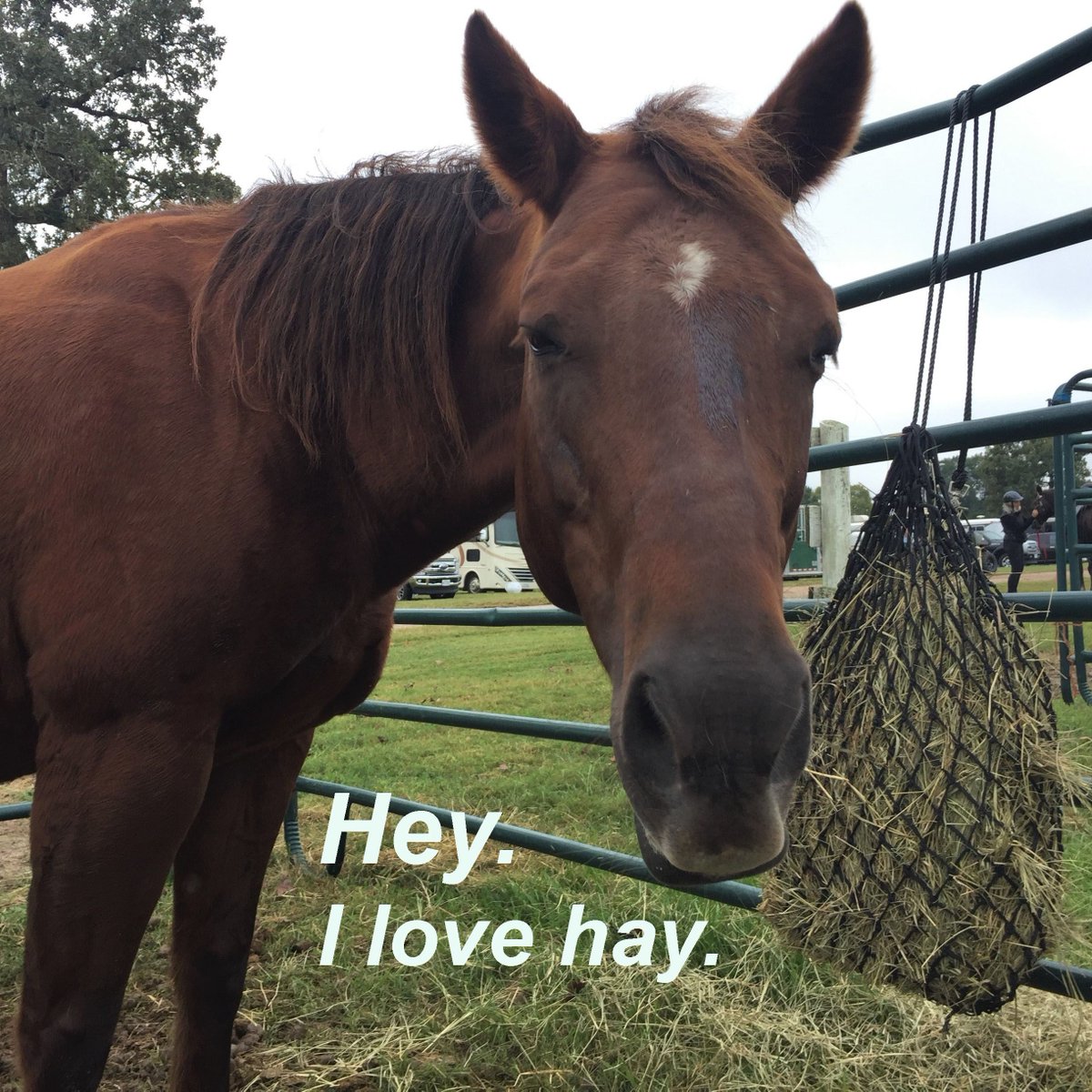 SIREhtec's tweet photo. A 10-spot. Just $10 buys a bale of hay to nourish SIRE’s beloved horses. Please consider making a contribution today. Thanks. #specialneeds #disabilities #YearEnd2018 https://t.co/P1VSYda0cz https://t.co/JqUbWoRTvr
