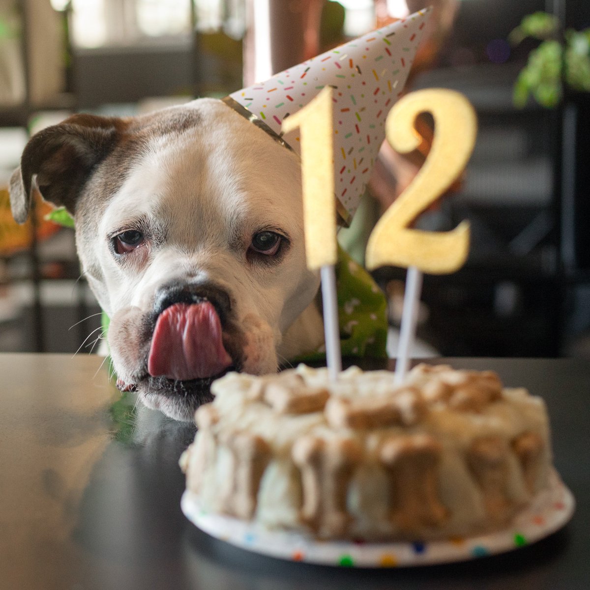 earthrated's tweet photo. Our girl Rudy turns 12 today and weβre celebrating at the office! Clearly sheβs got her eyes on the prize ππ #neverstopwagging #dogsofearthrated #seniordogsrule https://t.co/cjJ30AJE6k