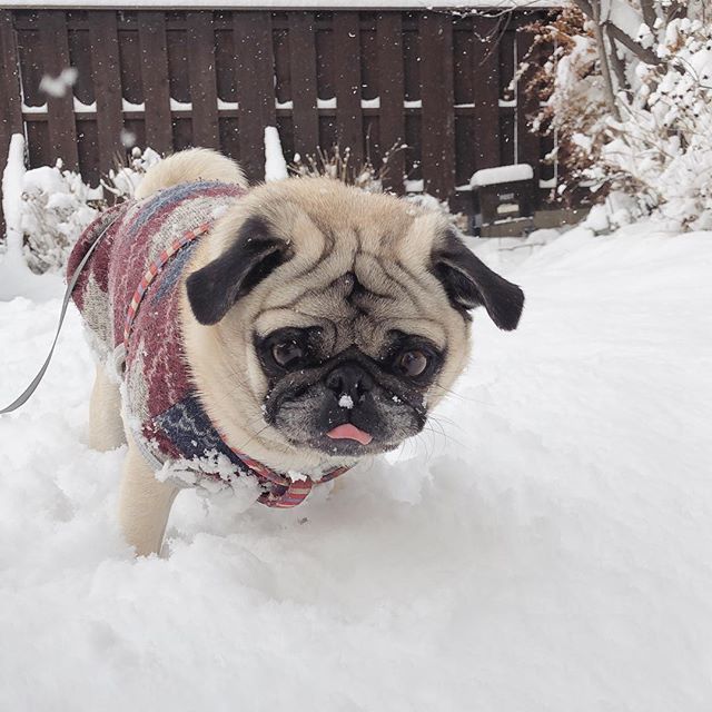 「ちょっと雪に喜んだけど、もうお家に帰ろうって言われた。大人になってた悲しい。 h」|ひぐち にちほのイラスト