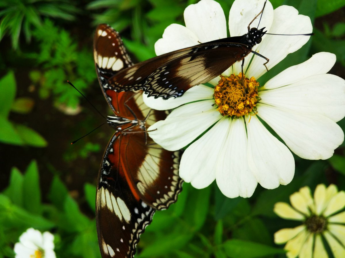 mas_breng's tweet photo. Kebunku yang binal...

#todayshoot #photo #photography #macrophotography #Butterfly #Flowers #Focus #phonephotography #JumatBerkah https://t.co/o1JzVfY33M