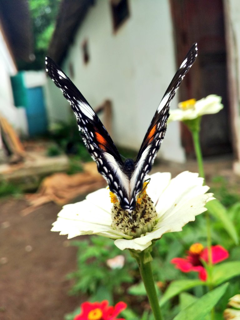 mas_breng's tweet photo. Kebunku yang binal...

#todayshoot #photo #photography #macrophotography #Butterfly #Flowers #Focus #phonephotography #JumatBerkah https://t.co/o1JzVfY33M