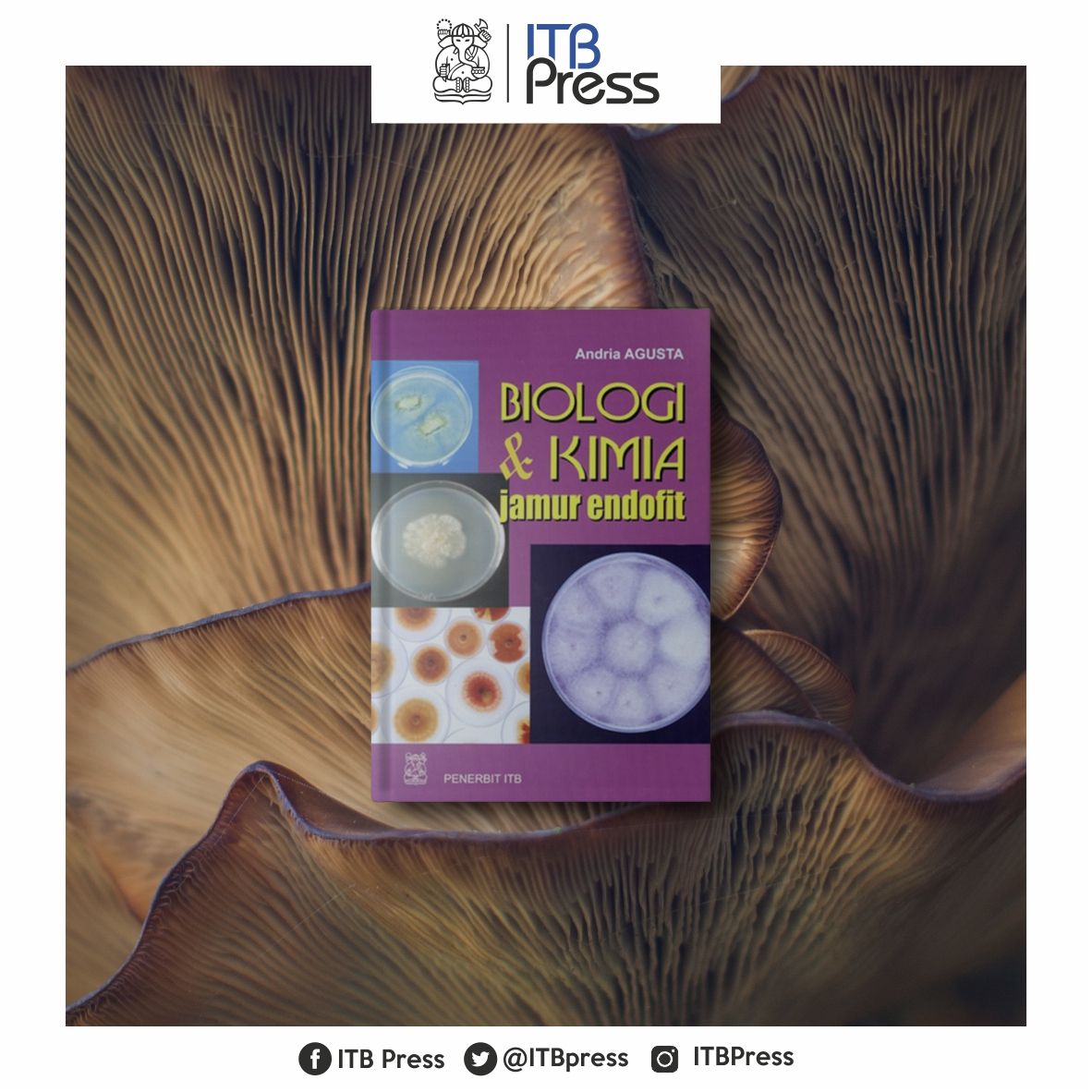 ITBpress's tweet photo. Jamur memiliki bidoverstias kedua paling besar setelah serangga. Diperkirakan sebanyak 1,5 juta spesies jamur hidup tersebar di berbagai pelosok bumi.Harga : Rp. 30.000 #Buku #Biologi #Kimia #Jamur #Endofit #Instabook https://t.co/WYzGkUxVbT