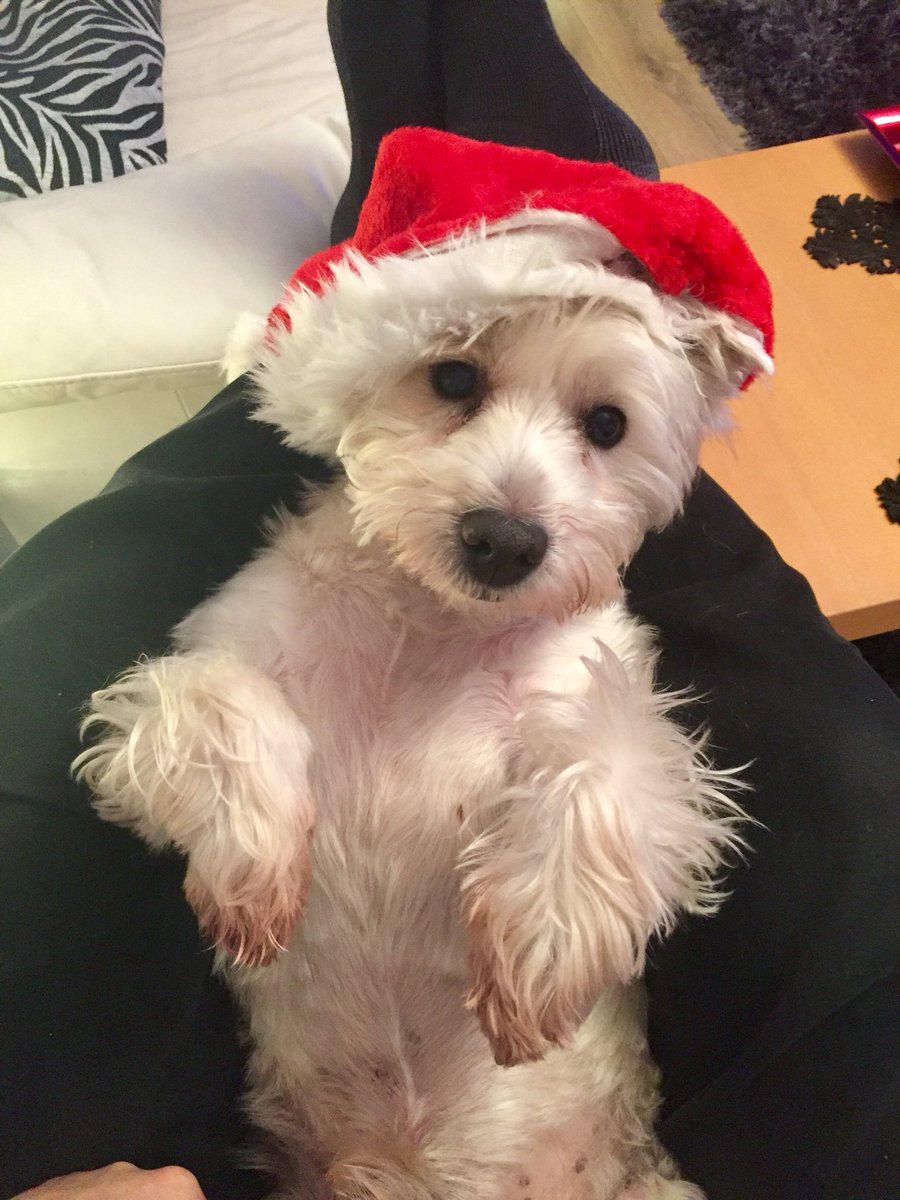 LittlePoochUK's tweet photo. It’s that in between #Christmas and #NewYearsEve sort of feeling https://t.co/gLup8lQSBb