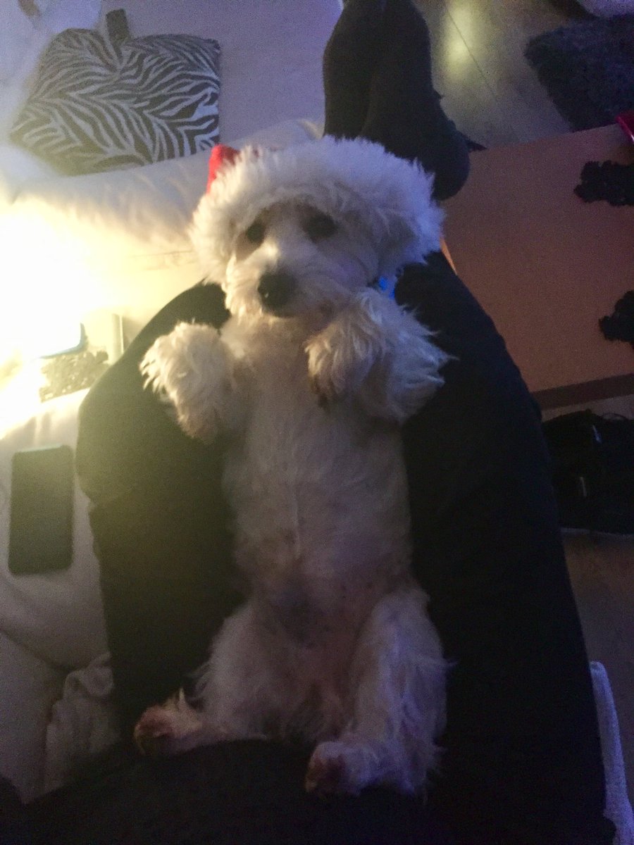 LittlePoochUK's tweet photo. It’s that in between #Christmas and #NewYearsEve sort of feeling https://t.co/gLup8lQSBb