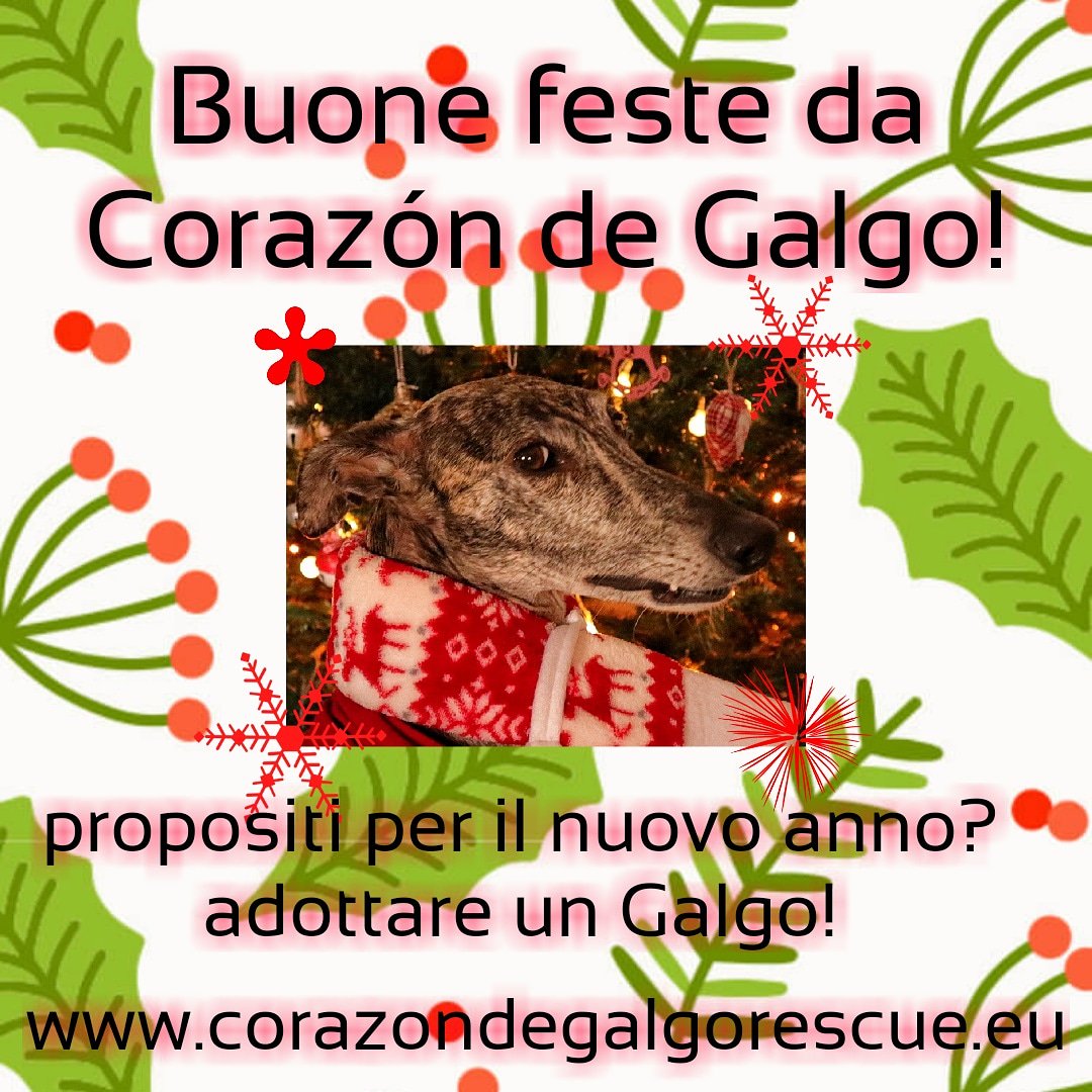 Buone feste da Corazón de Galgo rescue Italia! #levriero #adotta #AdoptDontShop #galgo