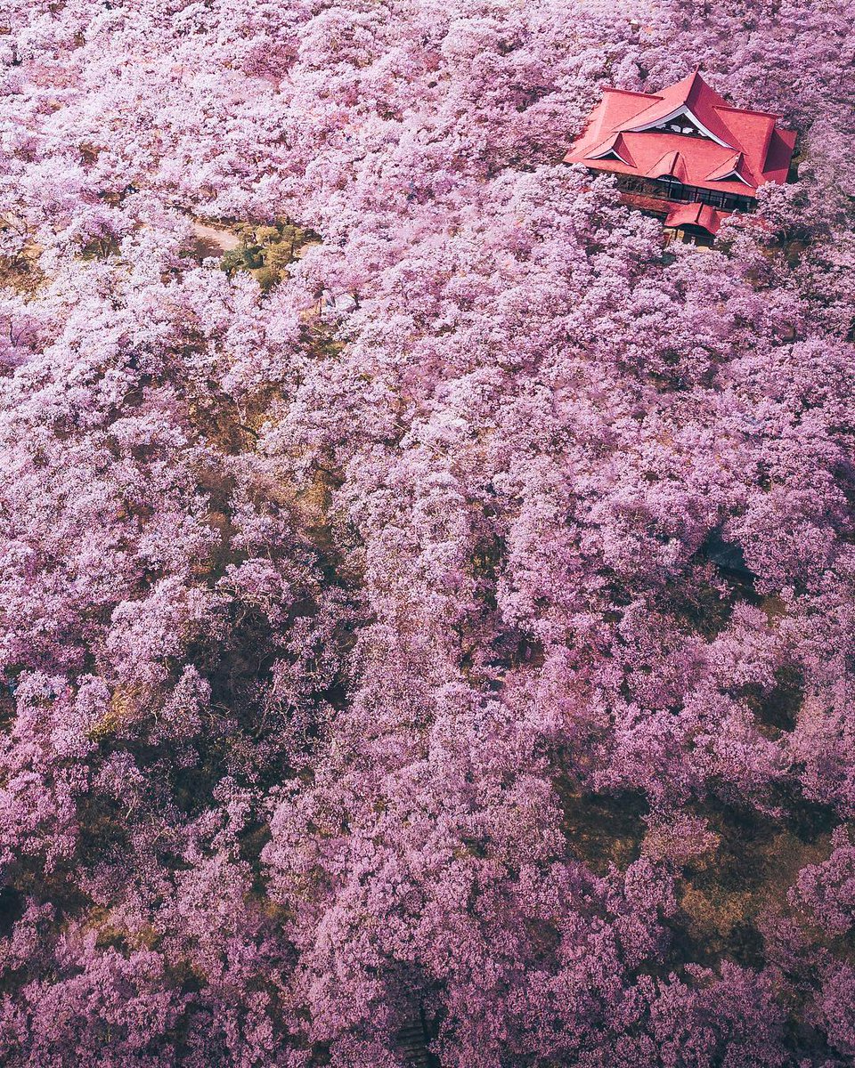 AestheticsJapan's tweet photo. Cherry Blossom Season
📷: https://t.co/7cRMOutqs0 https://t.co/JoIdRQ9RMg