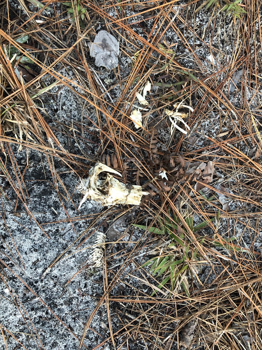 @WildlifeTrusts Day 3 of #7DaysOfWildChristmas #getmoreoutdoors #365daysofwild The remnants of someone’s meal. #animalbones