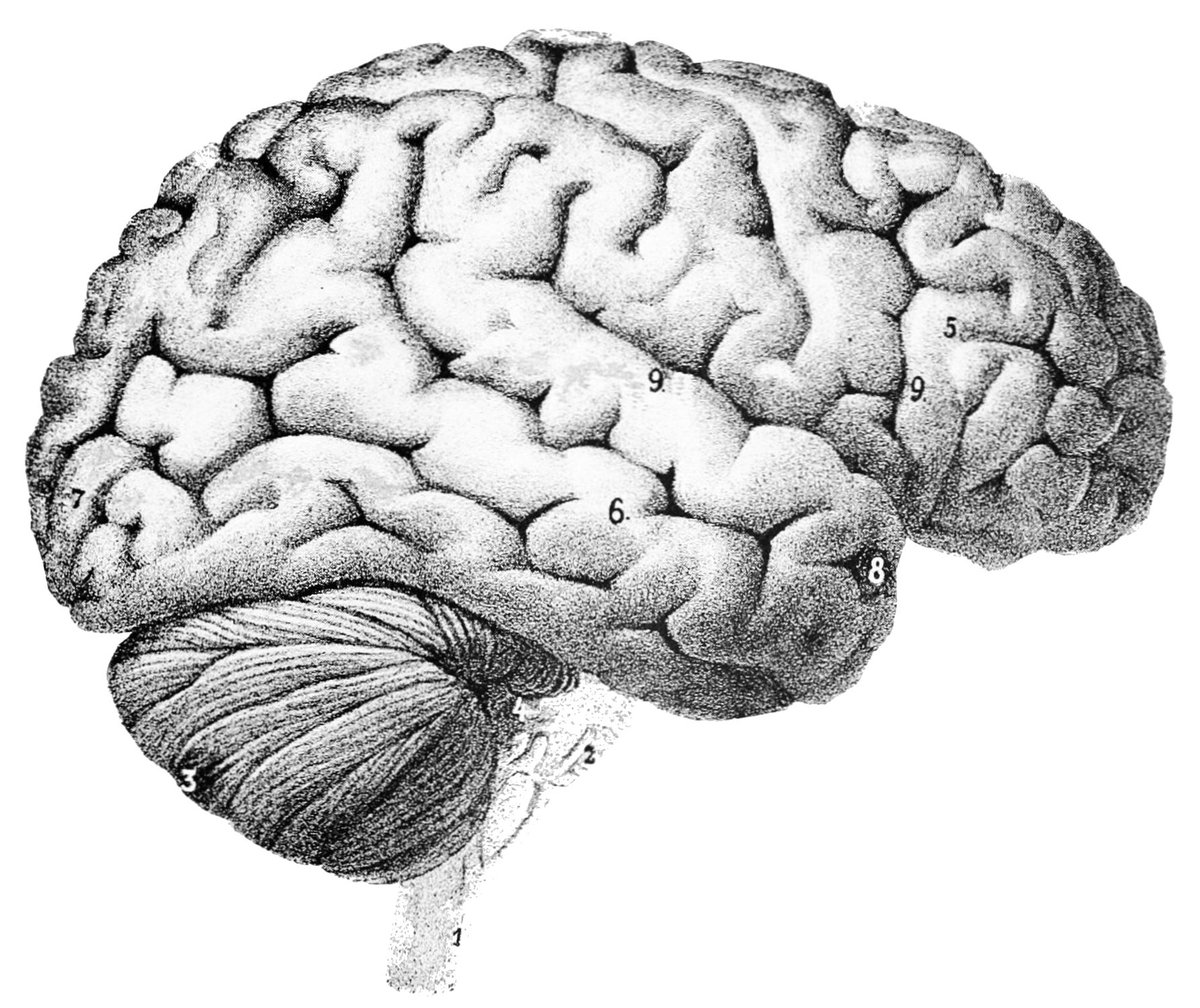 MasterMeterInc's tweet photo. Water makes up about 75 percent of the human brain. 

#Water gives the brain the electrical energy for all brain functions, including thought and memory processes. Be sure and drink water throughout the day, it's the best thing you can do to keep your brain healthy-and it's easy! https://t.co/shpsYyl7f9