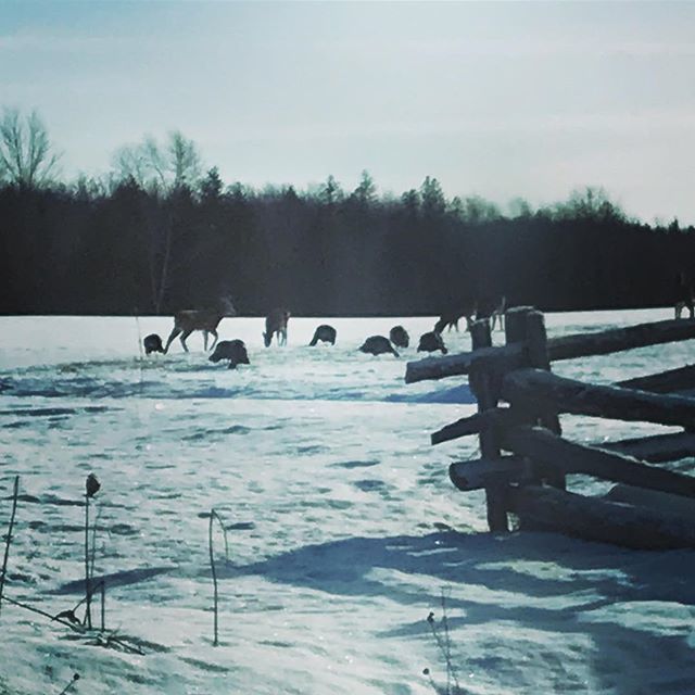 CarlaStraessle's tweet image. Ya know, just turkeys and deer hanging out, grazing #winterinquebec #lovethewildlife #peace #deer #wildturkeys bit.ly/2Rj1GaF