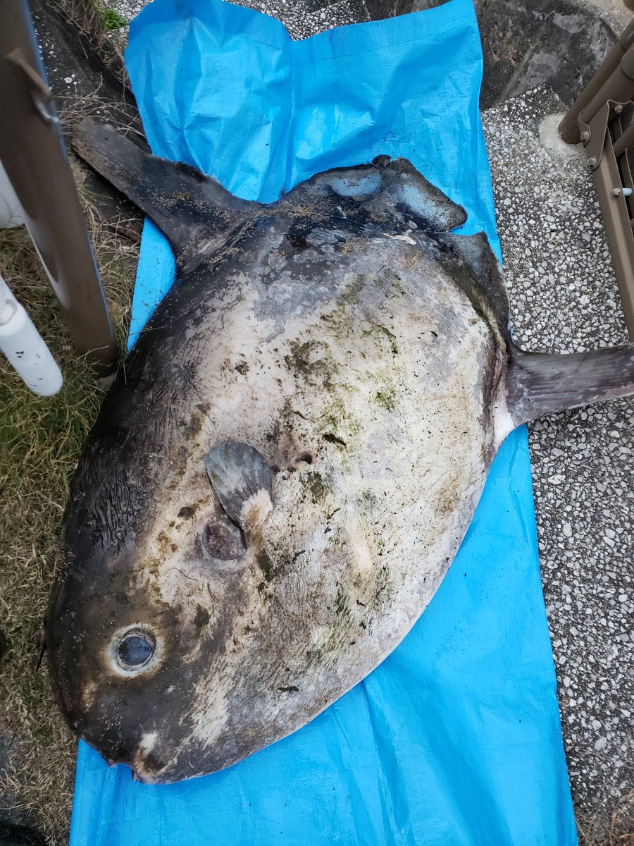 川にマンボウがうちあがってた 魚の研究者が回収して博物館で標本になる模様 Togetter