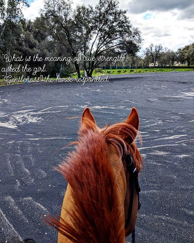 AgentSharleenSy's tweet photo. #equestrian #horsesofinstagram #horse #love #lovehim #goals #california #amazing #lucky https://t.co/fEyTOAUI2Q
