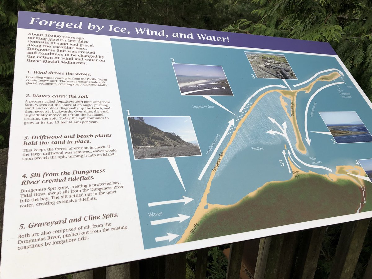 DonnaBa42101122's tweet image. More PNW geomorphology.  #DungenessSpit #exerciseoutside #HolidayHiking