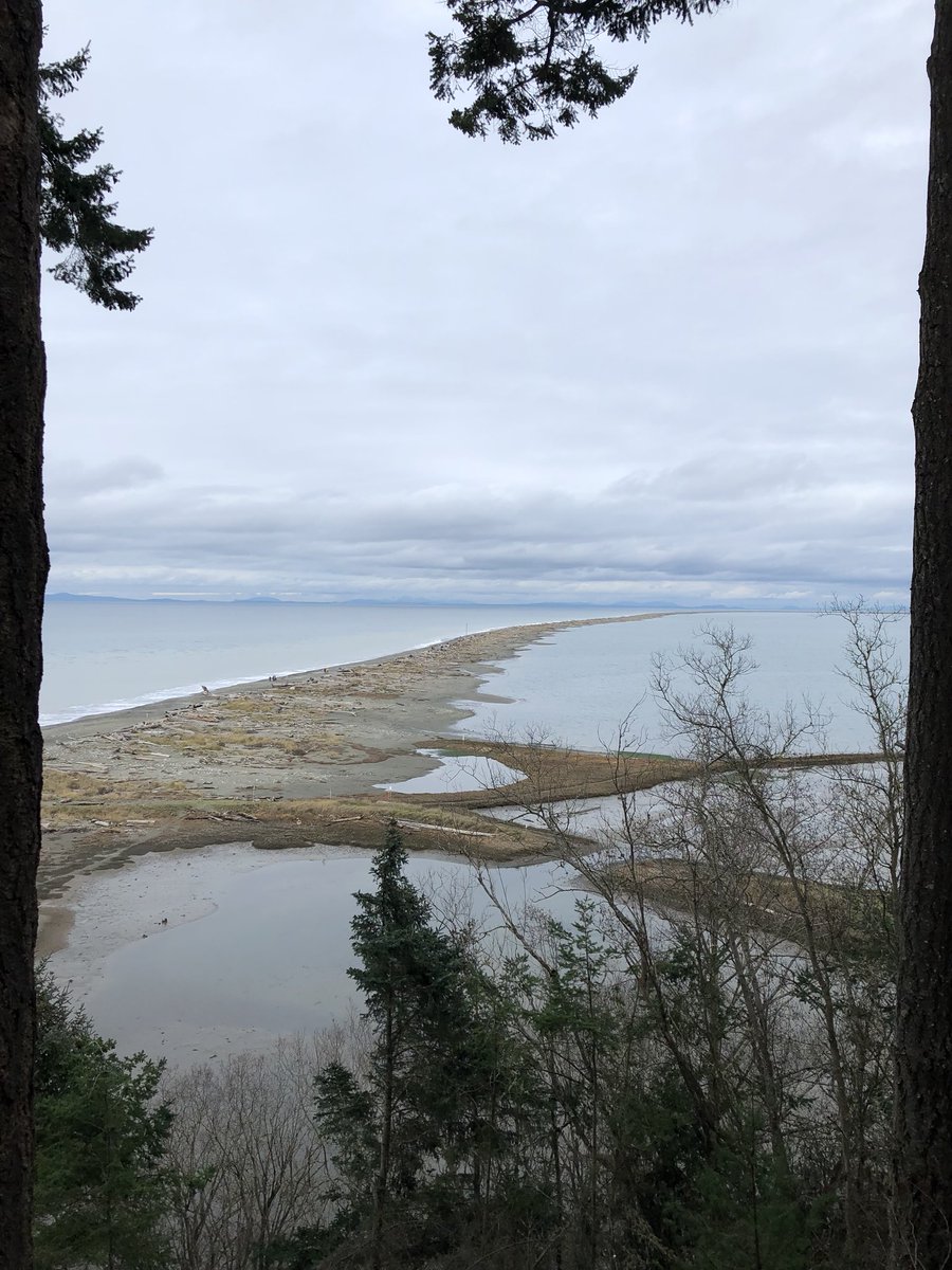 DonnaBa42101122's tweet image. More PNW geomorphology.  #DungenessSpit #exerciseoutside #HolidayHiking