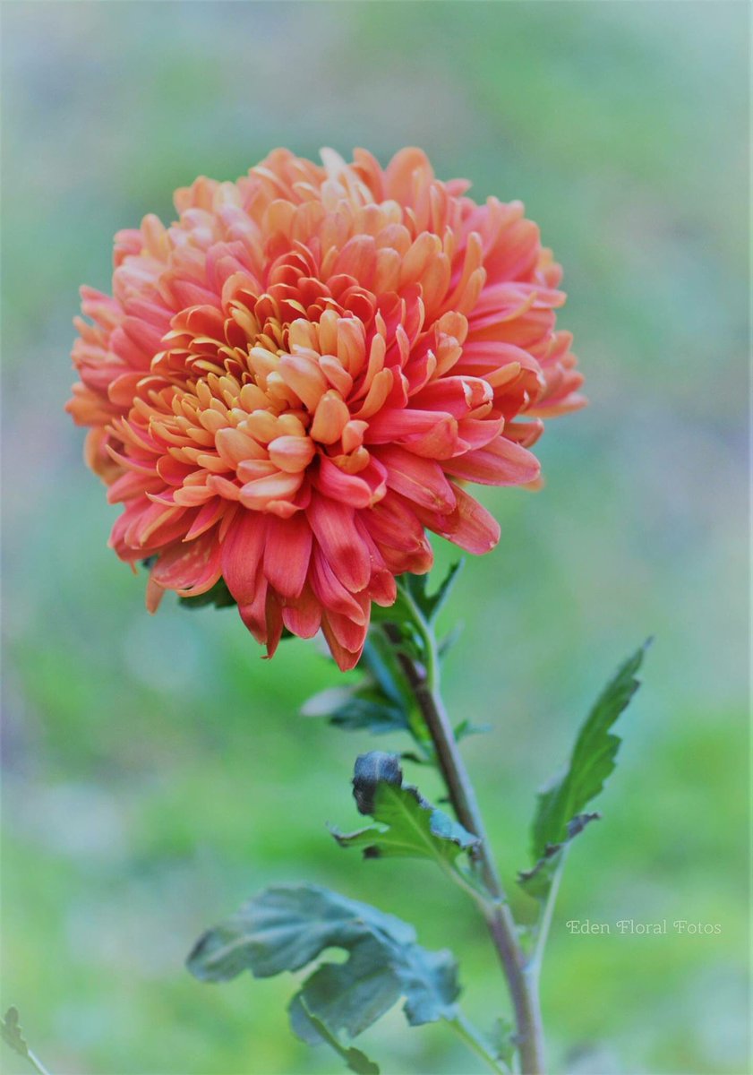 Edenlejardin1's tweet photo. Peach Chrysanthemum https://t.co/r8gxBuxImF