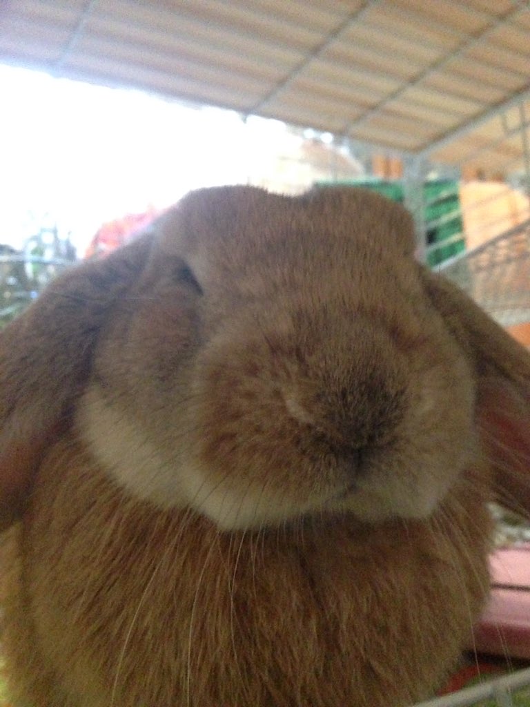 うさぎを買うことに対する想像と現実のギャップがすごい でもあいしてる Togetter うさぎを買うことに対する想像と現実のギャップがすごい でもあいしてる Togetter