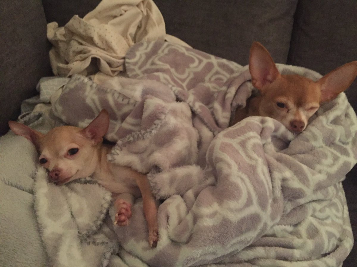 YADIandLOUIE's tweet image. This was us last night listening to mom’s lecture about our random barking at 3:00 a.m. #ItDidntWork  #SorryNotSorry