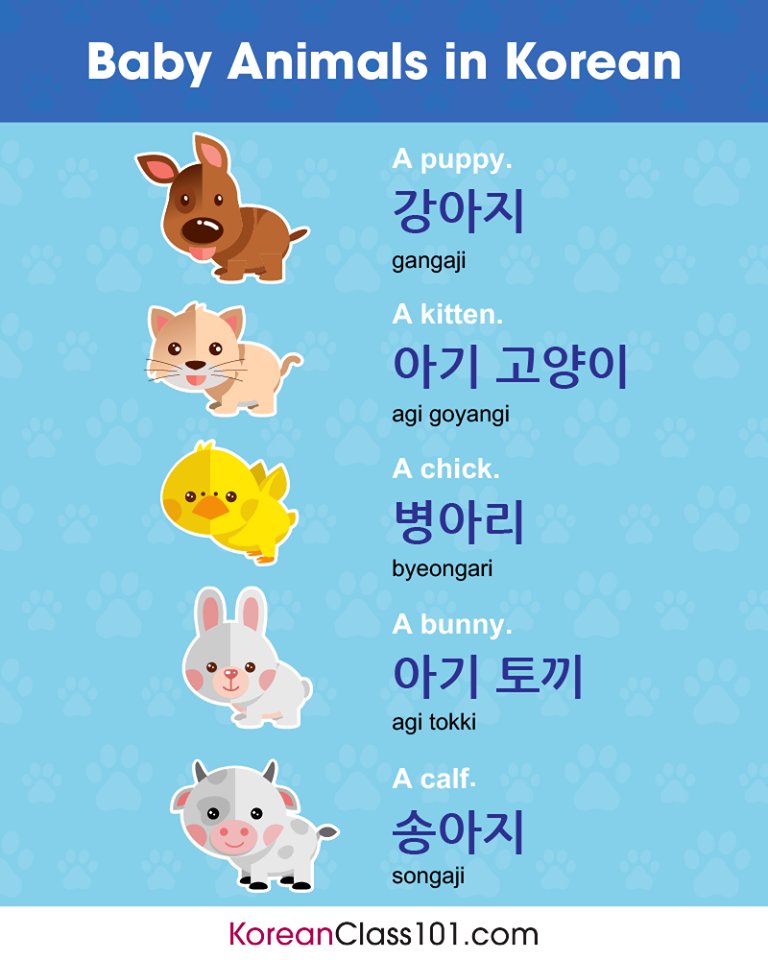 Master3Language's tweet photo. Baby Animal words in Korean
.
How do you say them in your language?
■Credits to KoreanClass101
https://t.co/g8cIA8j62e
.
#korean #hangul #kfans #learnkorean #koreanclass #hangugeo #asianlanguages #polyglot #bilingual #languagelearning #foreignlanguage #master3languages https://t.co/Z2jb8YuDus