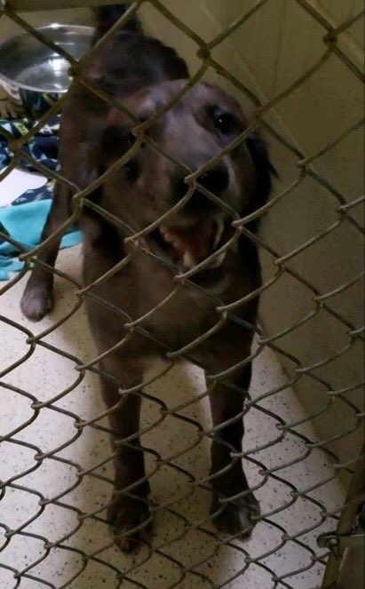 MuncieACS's tweet photo. Do you know where I belong? I was found on Cherry St in Hartford City on Christmas Eve. I was brought to the shelter by some kind people traveling. Please share so we can get him home! https://t.co/c7cAhIgQ8E
