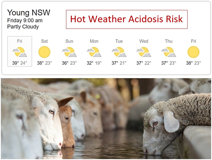 Time to tighten feeders! During the hot weather animals tend to prioritise water and shade over food. This becomes an issue with stock on grain feeders, particularly in stubble paddocks. After a few days they gorge themselves, leading to #acidosis. #SheepProduction <a href="/deltaagribus/">Delta Agribusiness</a>