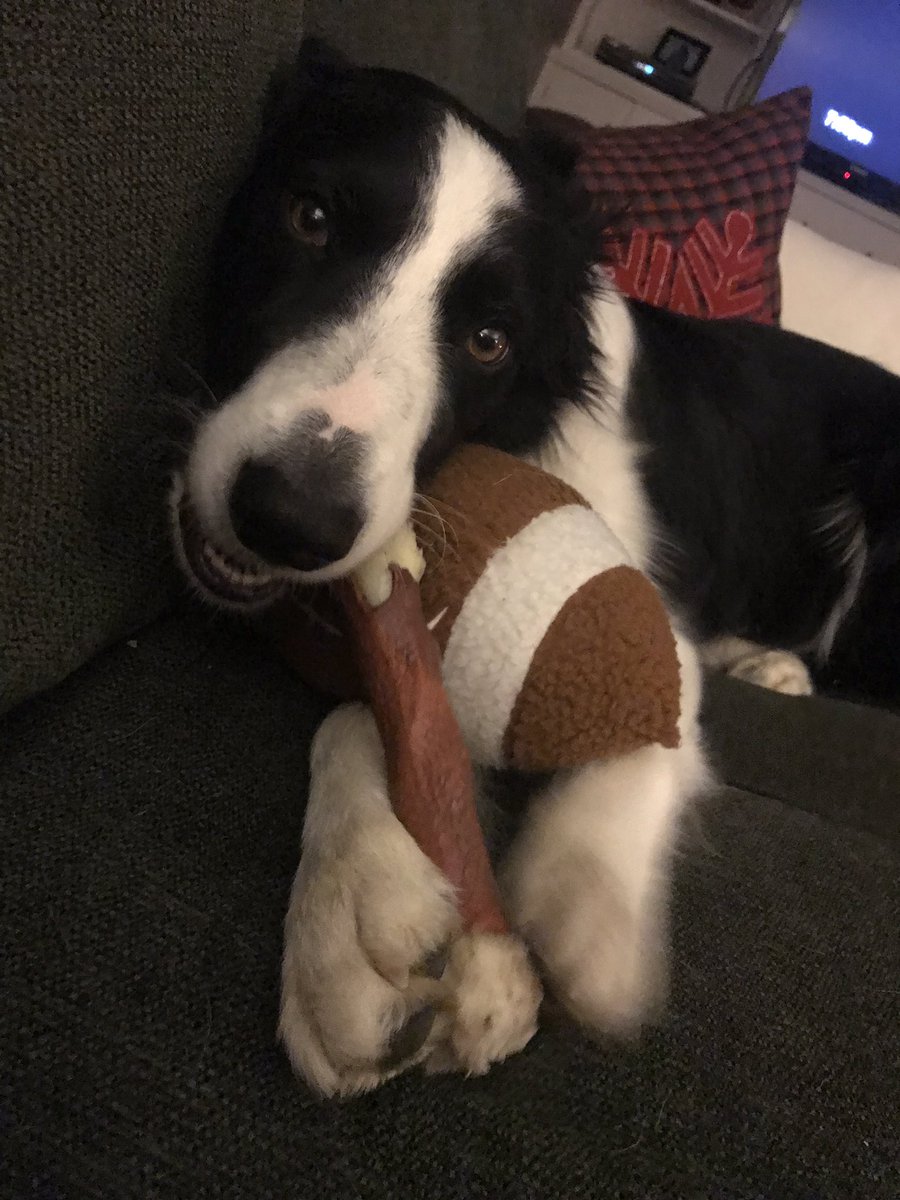 kspencerdakin's tweet image. It’s totally possible to play with a football and chew a bone at the same time.  Just ask this very spoiled puppy... #firstworlddogproblems