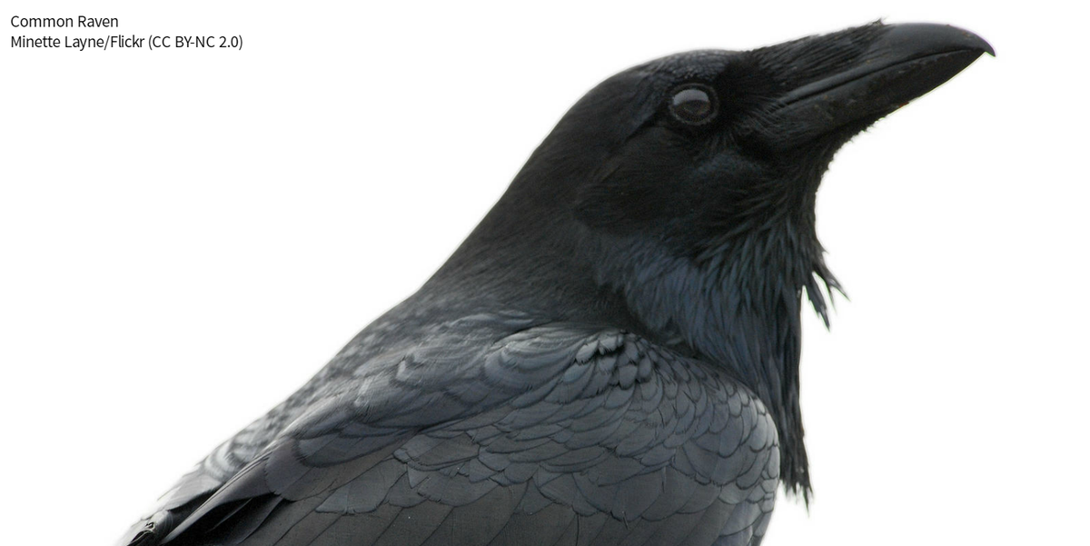audubonsociety's tweet photo. Can you tell the difference between a raven and a crow? Start with these tips: https://t.co/pYXKQeTGyp https://t.co/5YHzixdD4b