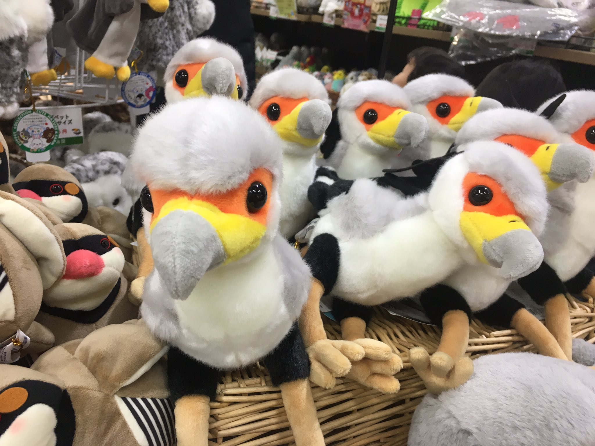 ご本人とオリジナルぬいぐるみを比べてみた！ l 掛川花鳥園 鳥達