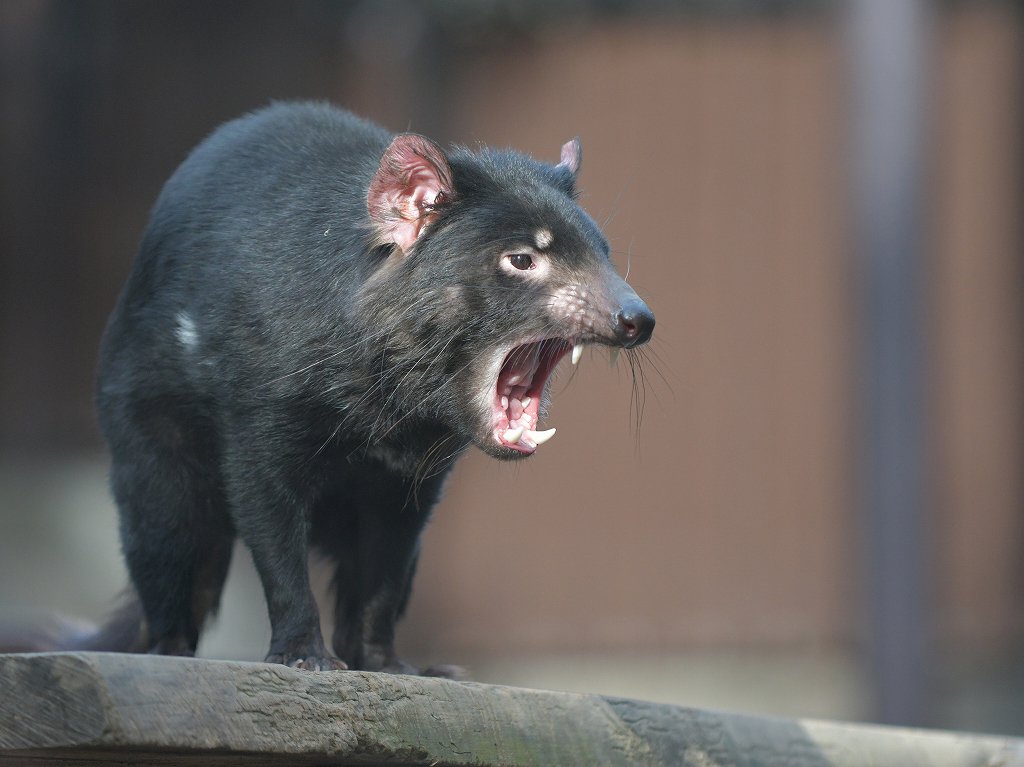 都築英哲 多摩動物公園で暮らすタスマニアデビル テイマー 一人で過ごす日 ご飯も無い日はあくびの時くらいでしか口を開いた顔は無く 櫓の上であくびの始まり あくびの終わり 走ってあくび 箱に映った影であくび 久しぶりに会ったけど やっぱり