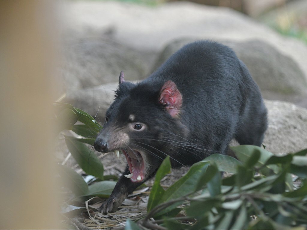 都築英哲 多摩動物公園で暮らすタスマニアデビル テイマー 一人で過ごす日 ご飯も無い日はあくびの時くらいでしか口を開いた顔は無く 櫓の上であくびの始まり あくびの終わり 走ってあくび 箱に映った影であくび 久しぶりに会ったけど やっぱり