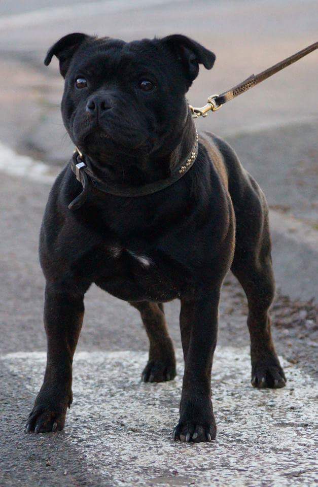 SBTKennel's tweet photo. 🇬🇧 https://t.co/C3PtZQohBI 

 #StaffordshireBullTerrier
#Staffordshire #Bull #Terrier
#StaffBull #Staffy  #StopBSL
#OsPando #Staffie  #斯塔福郡斗牛梗 https://t.co/XuCVo56vJi