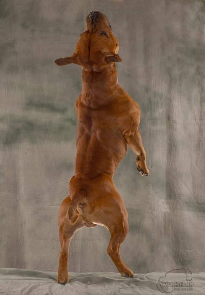 SBTKennel's tweet photo. 🇬🇧 https://t.co/C3PtZQohBI 

 #StaffordshireBullTerrier
#Staffordshire #Bull #Terrier
#StaffBull #Staffy  #StopBSL
#OsPando #Staffie  #斯塔福郡斗牛梗 https://t.co/LVZMIA6sEU