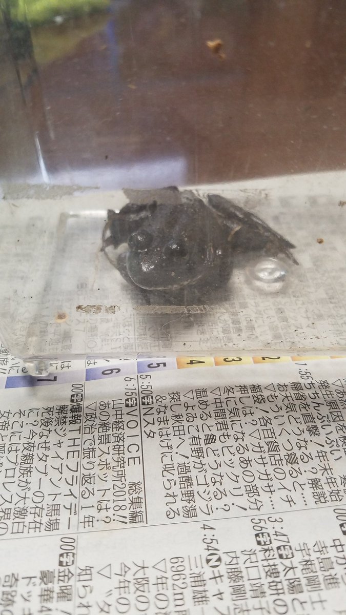 ট ইট র サスケ ゴールデンレトリバー 畑でウシガエルを捕獲 ট ইট র サスケ ゴールデンレトリバー 畑でウシガエルを捕獲