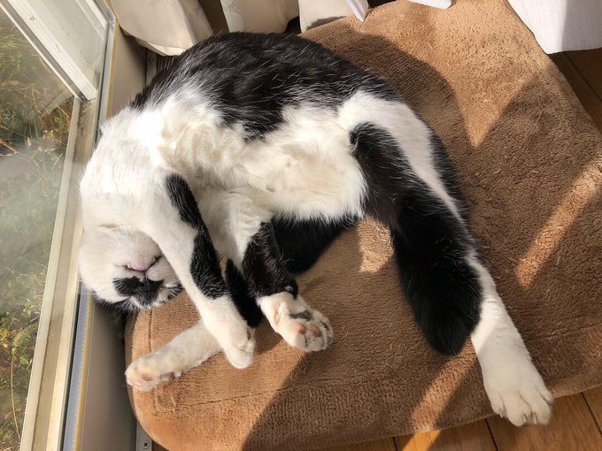 しーちゃん通りのtwitterイラスト検索結果