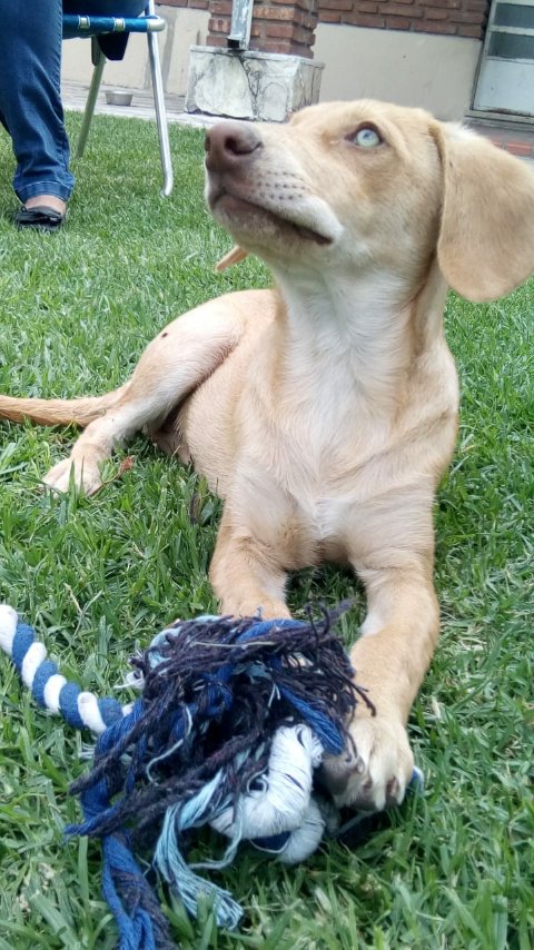 SlideAwaay_'s tweet photo. Si tienen fotos lindas de sus mascotas y ninguna excusa para subírlas a algún lado este es su thread jente, empiezo yo https://t.co/eRieXAejcD